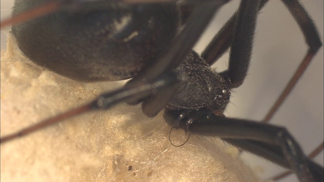 一只纽扣蜘蛛依附在一个卵囊上。视频素材