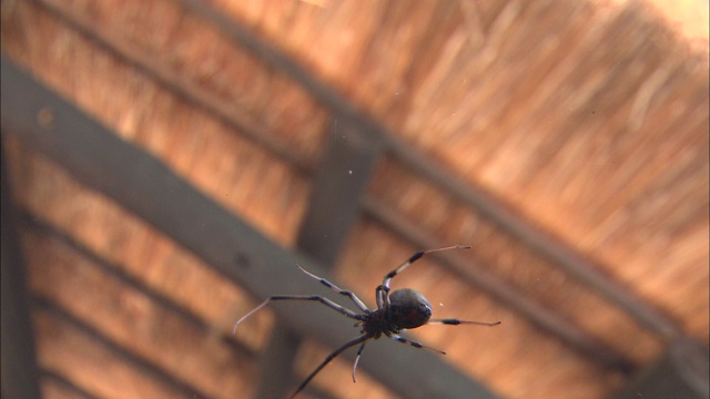 一只纽扣蜘蛛挂在屋顶附近的蛛网上。视频素材