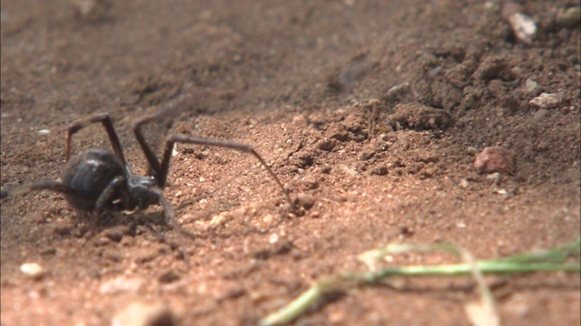 一只纽扣蜘蛛在泥土和草茎上爬行。视频素材