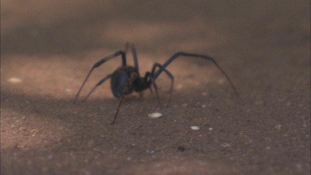 一只纽扣蜘蛛爬过地面。视频素材