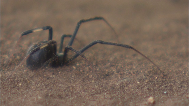 一只纽扣蜘蛛停在一块泥土上。视频素材