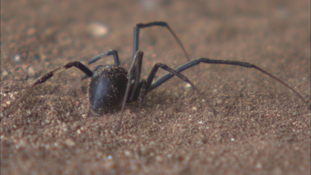 一只纽扣蜘蛛在地上爬行。视频素材