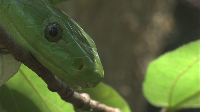 一条绿色的蛇伸展在一根多叶的树枝上。视频下载