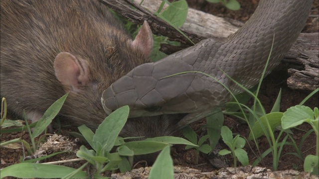 一条曼巴蛇在地面上拉着一只老鼠，它的下颚接近老鼠的头部。视频素材