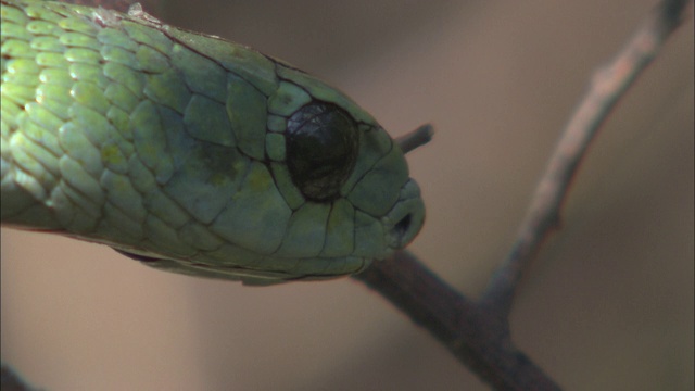 一条绿色的蛇在树枝上看着它的舌头。视频素材