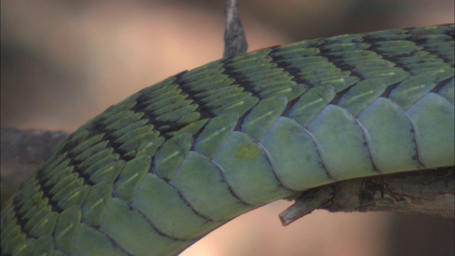 一条绿色的蛇挂在树枝上，轻弹舌头。视频素材