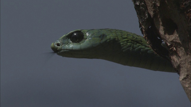 一条绿色的蛇在一棵树上游动着它的舌头。视频素材