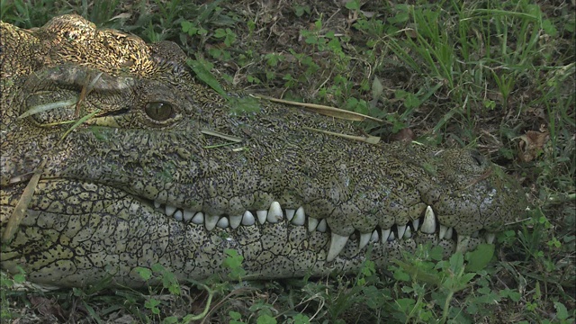 一只鳄鱼在草地上休息。视频素材