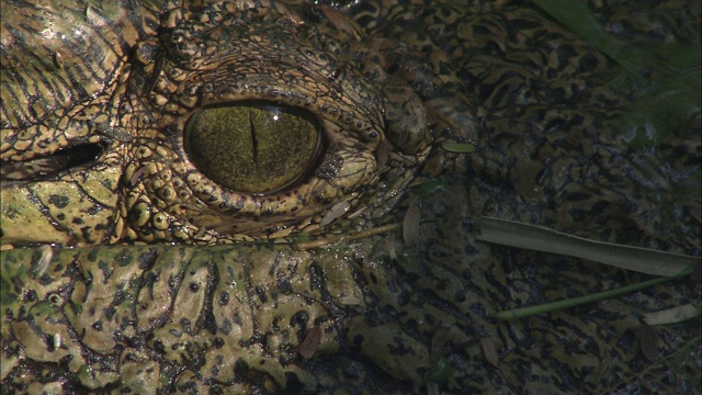 一只鳄鱼在草地上休息时盯着看。视频素材