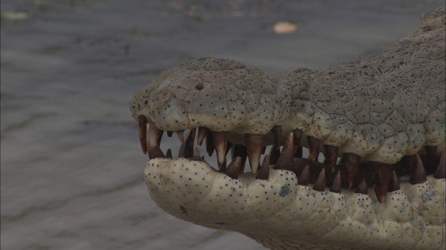 鳄鱼的嘴里长着参差不齐的牙齿。视频素材