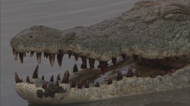 一条鳄鱼张大着嘴巴在河里休息。视频下载