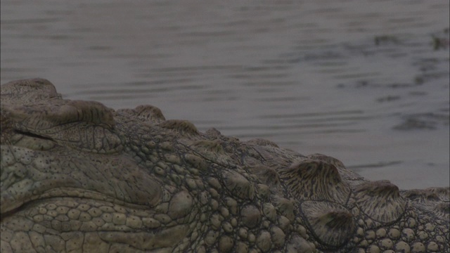 一只鳄鱼爬上河岸，吞下一块肉。视频素材