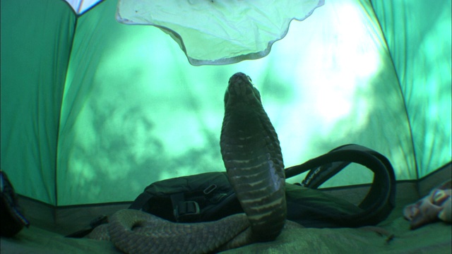 一条眼镜蛇在帐篷里盘绕并展开它的兜帽。视频素材
