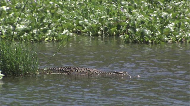 一条鳄鱼潜伏在湍急的河里。视频素材