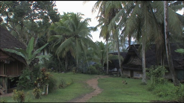 郁郁葱葱的棕榈树排列在巴布亚新几内亚的一条村庄小路上。视频下载