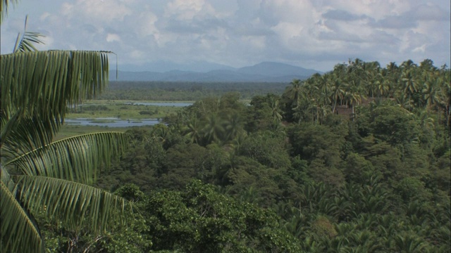 在巴布亚新几内亚，棕榈叶环绕着郁郁葱葱的丛林和遥远的群山。视频下载