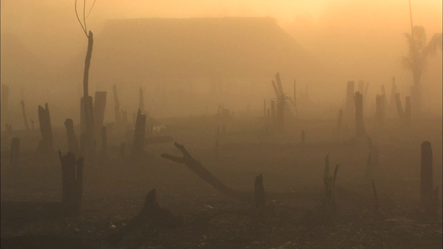 日出时，烟雾笼罩着一个村庄，烧焦了树桩。视频下载