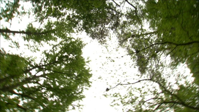 树叶和树枝在微风中摇摆。视频素材