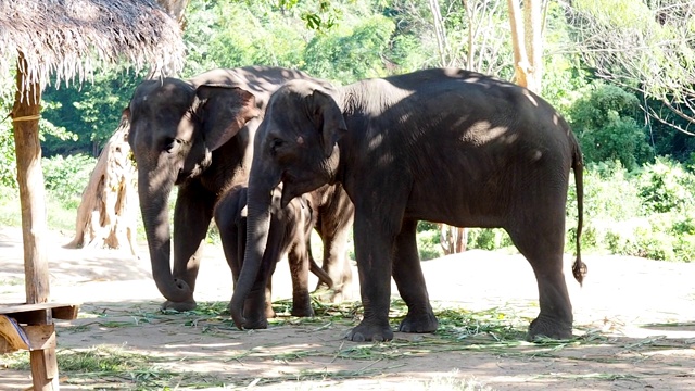在野生动物保护区或国家公园里，亚洲象的父母和幼象。视频素材