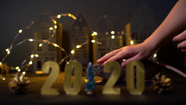 标志着2020的到来。小家鼠在圣诞树旁吃东西。视频下载
