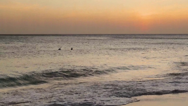 大西洋上美丽的日落美景。翻滚的波浪，游泳的鹈鹕鸟在橙色的地平线背景。阿鲁巴岛。视频素材