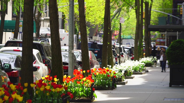 4月29日，在美国纽约市街头，阳光照亮了绿树和郁金香的花朵。视频下载