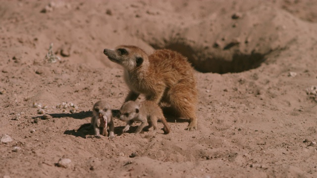 猫鼬有两只幼崽其中一只正在吃蜥蜴视频下载