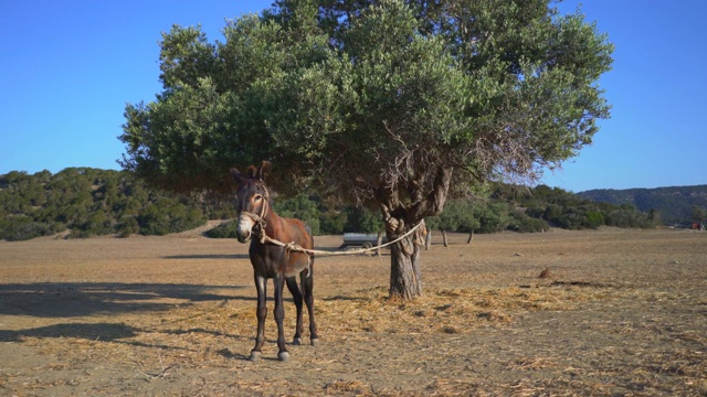 驴在草地旁边的树在清晨日出视频下载