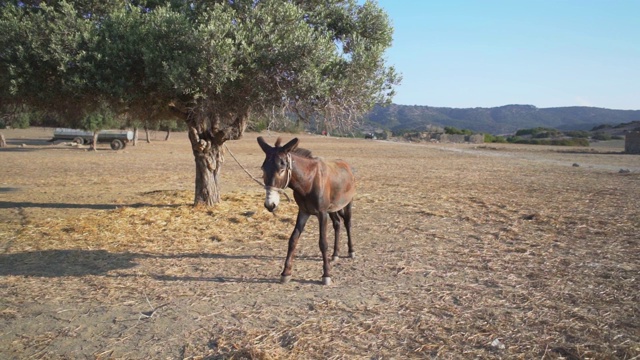 慢动作的驴在草地旁边的树在早上日出视频下载