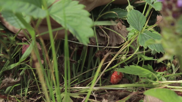 女性手采摘采摘新鲜的有机成熟草莓，近距离视频下载