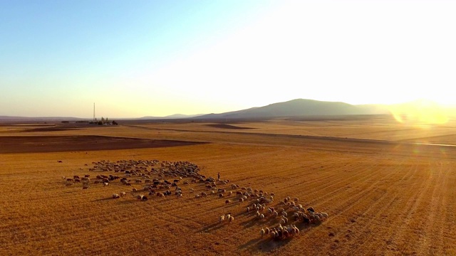 牧羊人和羊群视频素材