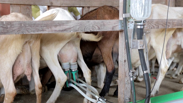 农场里的自动挤奶机视频素材