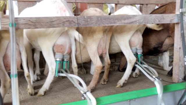 奶牛场用自动挤奶机挤奶山羊视频素材