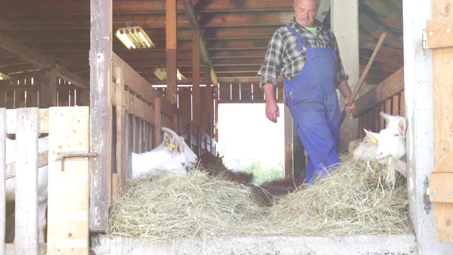 高级山羊农民在用干草喂山羊视频下载