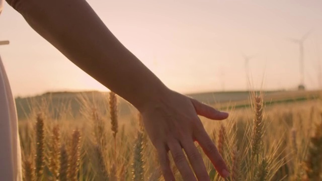 女士的手抚摸着麦田里的小麦穗与风力涡轮机在远处视频素材