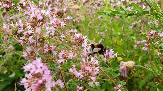 大黄蜂在大自然的草地上飞翔。视频素材