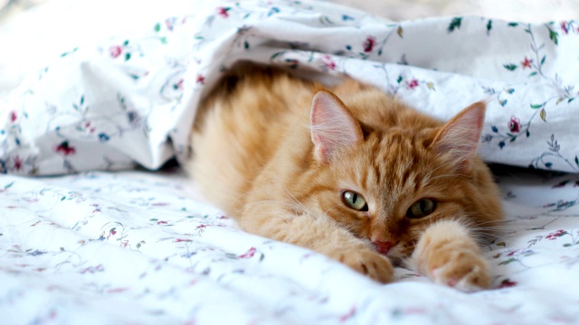 可爱的姜黄色的猫躺在床上。毛茸茸的宠物舒服地躺在毯子下面睡觉。舒适的家庭背景与有趣的宠物。视频下载