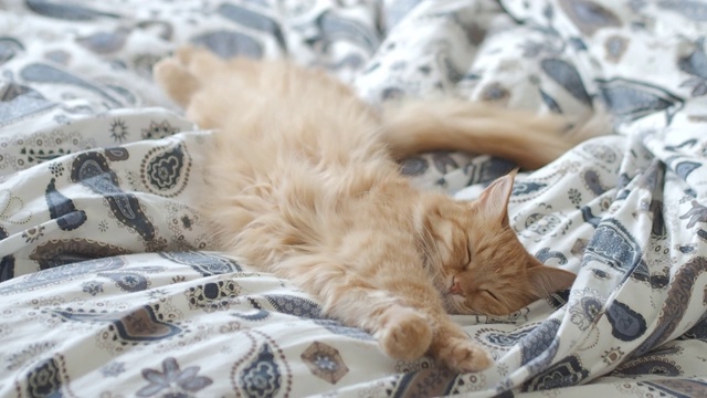 可爱的姜黄色的猫躺在床上。早上在舒适的家里睡觉。毛茸茸的宠物在毯子上打瞌睡。视频下载