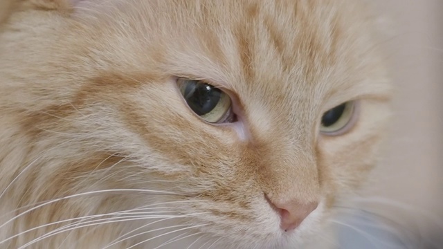 可爱的姜猫的近镜头。毛茸茸的宠物画像。视频下载