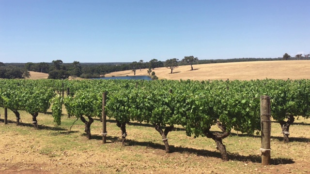 西澳大利亚玛格丽特河葡萄酒产区的葡萄园视频素材