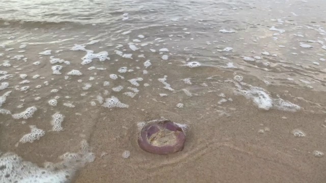 水母被冲上澳大利亚海滩视频下载