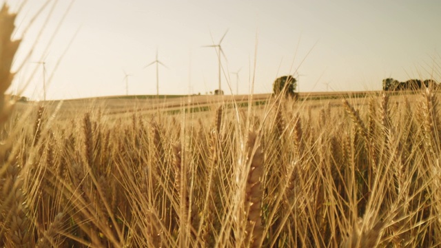 LA可再生能源与风力涡轮机的黄金小麦，可再生能源与风力涡轮机视频素材