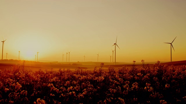 黄昏时分的油菜田和风力涡轮机视频素材