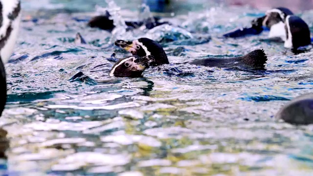 一群企鹅在水里游泳视频素材