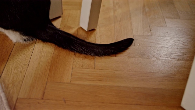猫的尾巴在动视频素材