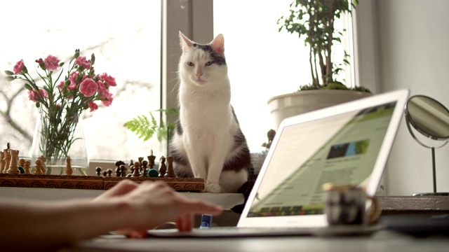 早上的咖啡，笔记本电脑和猫。视频素材