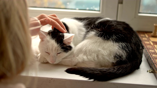 女人抚摸着窗台上熟睡的小猫视频素材