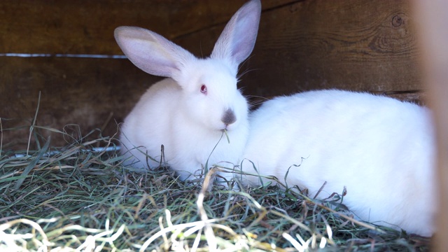 谷仓里一群可爱的兔子宝宝。白色的兔子。有趣的家庭宠物。饲养兔子，养兔场。概念可爱美丽的动物。联系动物园的兔子和宠物。关闭了。视频下载