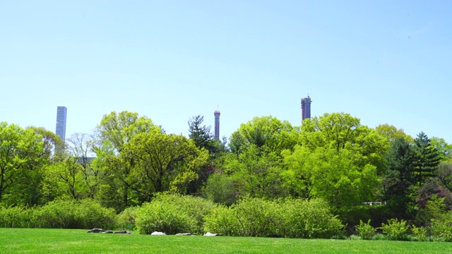 5月6日，在美国纽约中央公园的龟池周围，许多长着绿色叶子的树在生长。视频下载