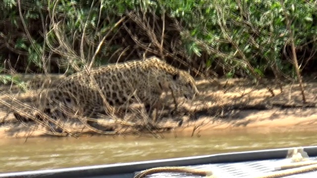 巴西约弗雷港库亚巴河岸里约热内卢上的雌豹。视频素材